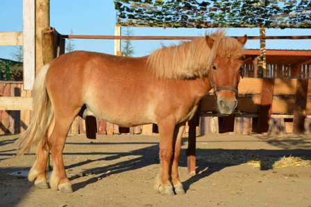 Camel Park Sunny Beach